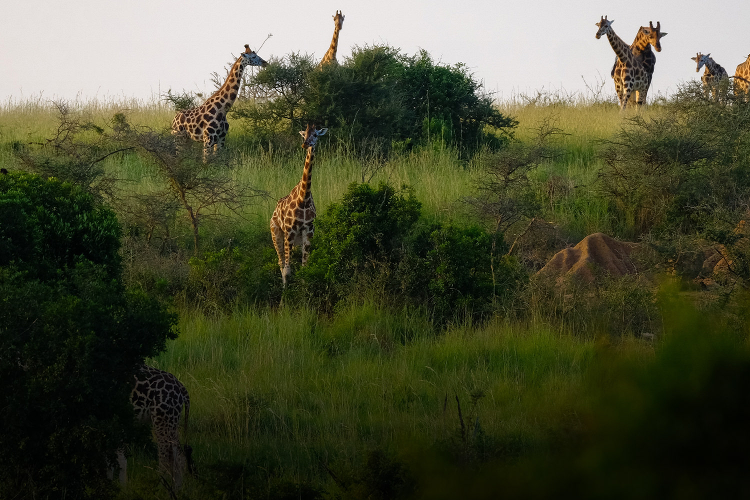 Picture of Africa