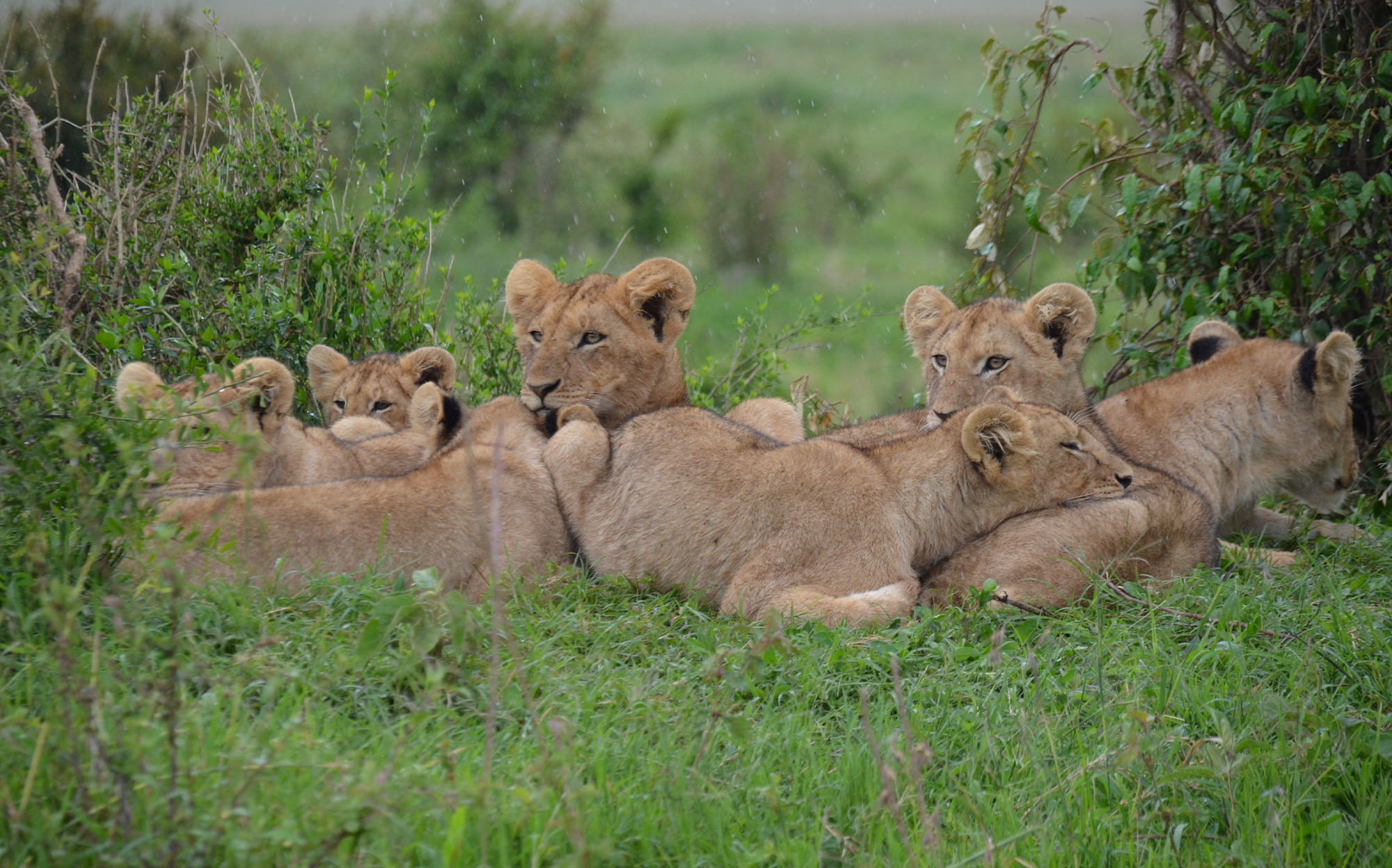 Picture of Africa